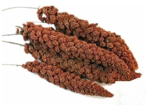 Senegalské klasy 1kg