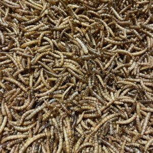 Sušený moučný červ 0,25 Kg