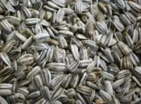 Slunečnice žíhaná 7,5kg