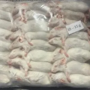 Mražená myš 10-15g /25ks