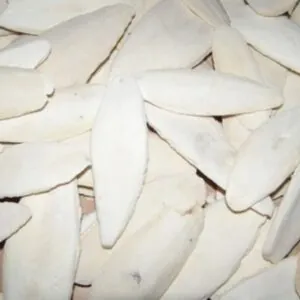 Sépiová kost 10-15cm
